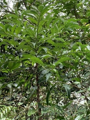 Ardisia virens