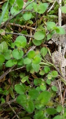 Leptostigma setulosum