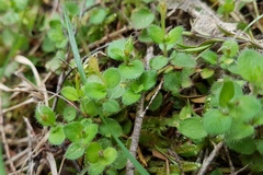 Leptostigma setulosum