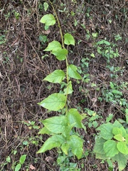 Microglossa pyrifolia