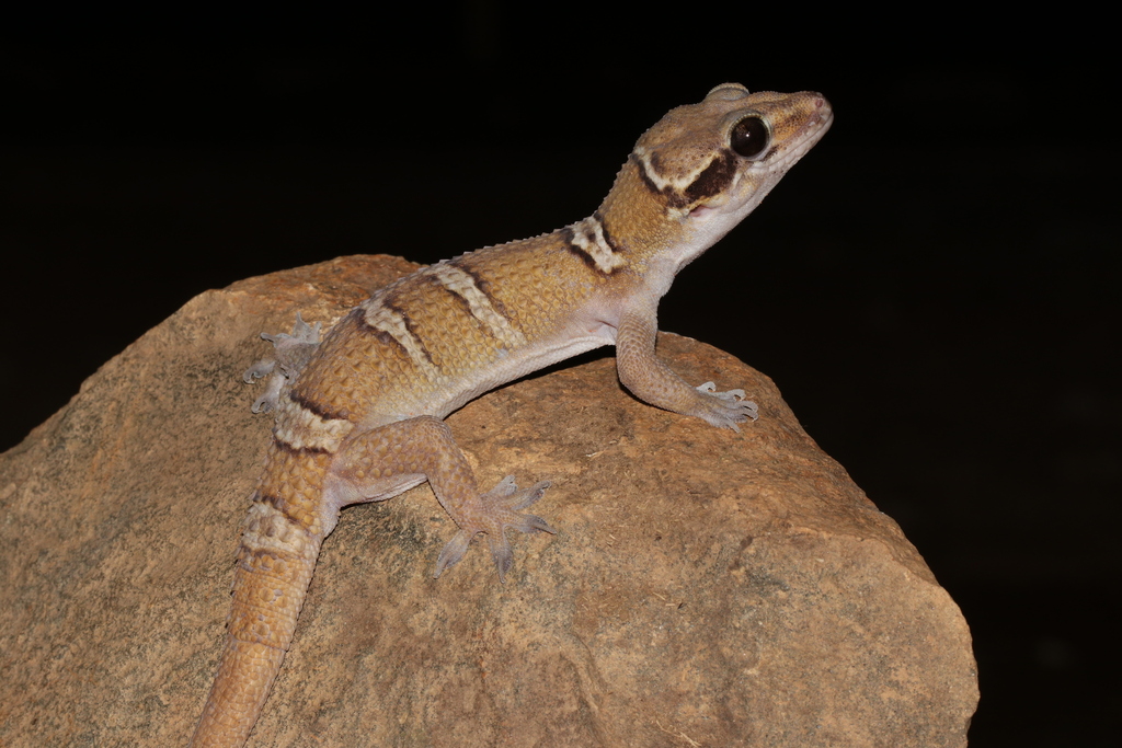 Few-Banded Termite Hill Gecko
