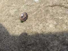Siphonaria lessonii