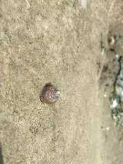 Siphonaria lessonii