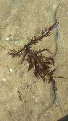 Chondracanthus chamissoi