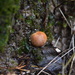 Zelleromyces - Photo (c) Brett Jackson, algunos derechos reservados (CC BY-NC), subido por Brett Jackson
