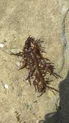 Chondracanthus chamissoi