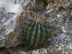 Ferocactus echidne