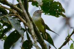 Vireo leucophrys