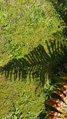 Leptostigma setulosum