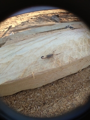 Reddyanus melanodactylus