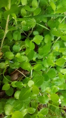 Leptostigma setulosum