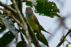 Vireo leucophrys