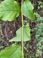 Microglossa pyrifolia