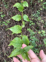 Microglossa pyrifolia