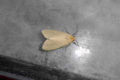 Pareuchaetes pseudoinsulata