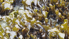 Mazzaella laminarioides