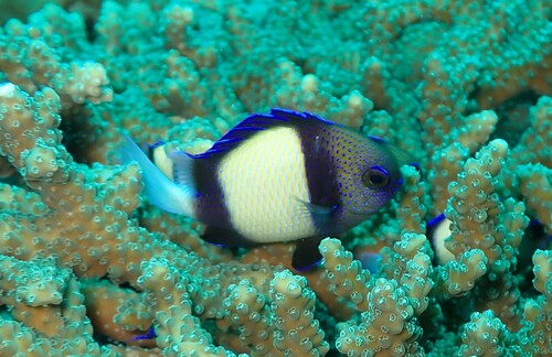 Cloudy dascyllus (Dascyllus carneus) — Pomacentridae — 4
