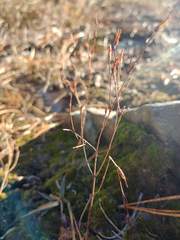 Hypericum gentianoides