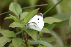 Pieris rapae crucivora