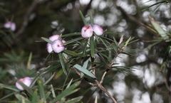 Cyathodes glauca