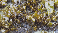 Mazzaella laminarioides