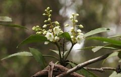 Anopterus glandulosus