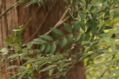 Atherosperma moschatum moschatum