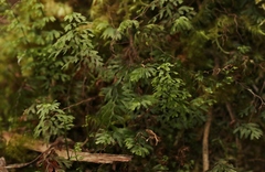 Hymenophyllum australe