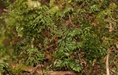 Hymenophyllum australe