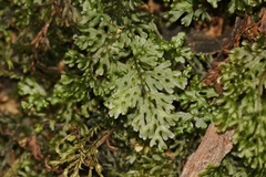 Hymenophyllum australe