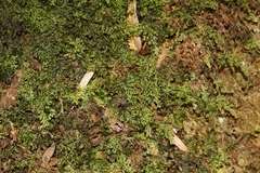 Hymenophyllum australe