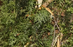 Hymenophyllum australe