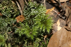 Mniodendron comosum