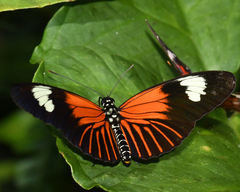 Heliconiini