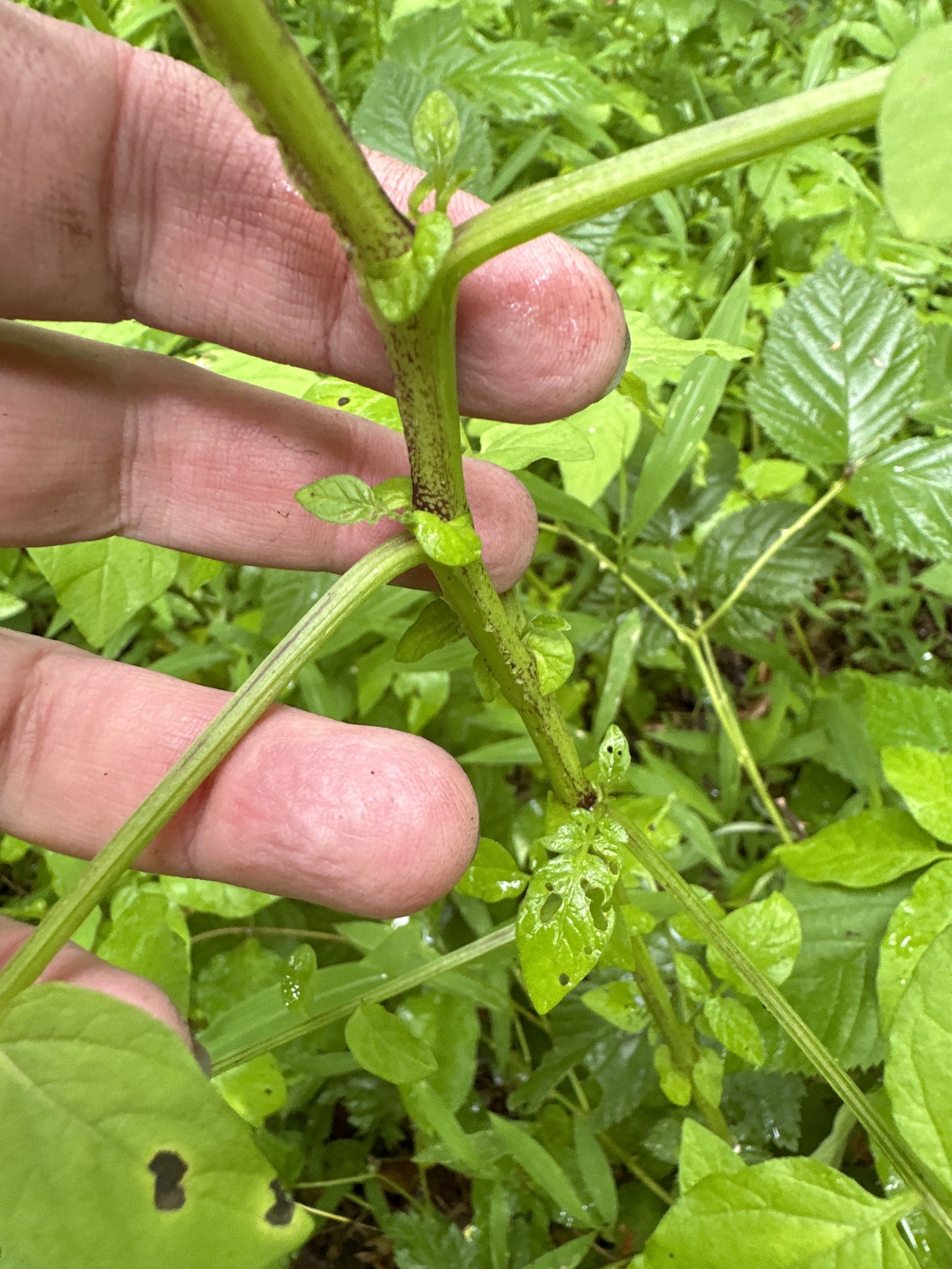 Chaco potato Solanum chacoense iNaturalist