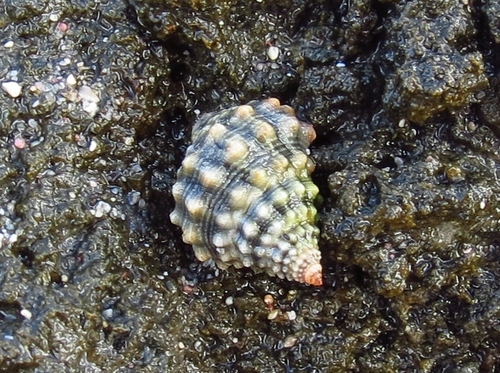 Echinolittorina tuberculata