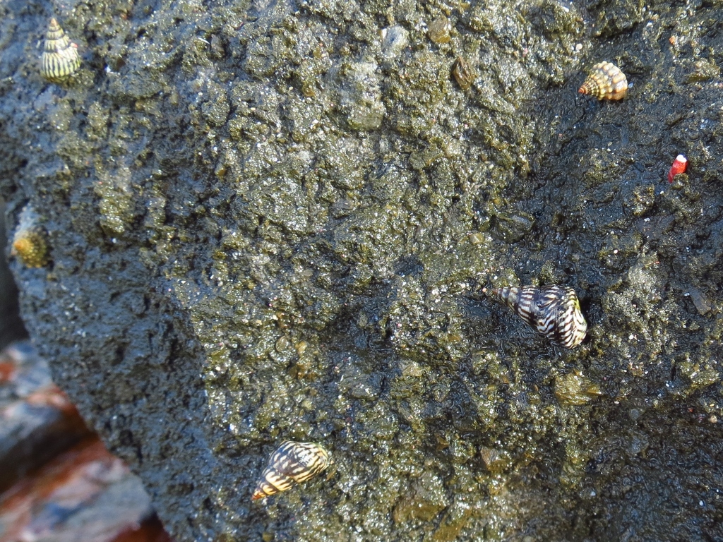 Interrupted Periwinkle