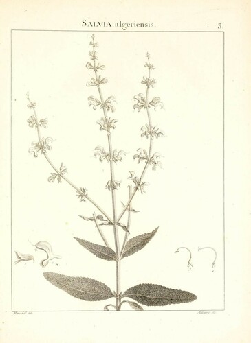 Algerian Sage (Salvia algeriensis)