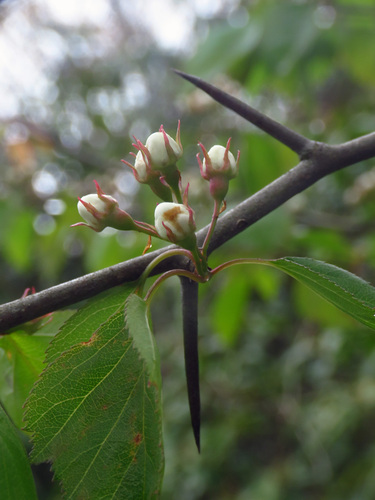stolonbearing hawthorn (Crataegus iracunda)