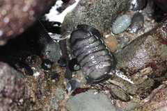 Chiton granosus