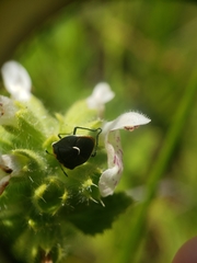 Cosmopepla conspicillaris