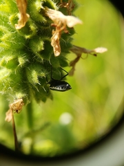 Cosmopepla conspicillaris