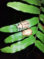 Pelidnota