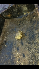 Pseudocorystes sicarius