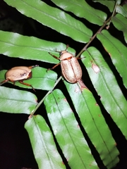 Pelidnota