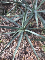 Agave univittata