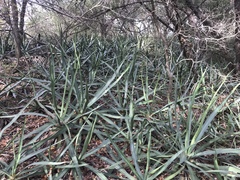 Agave univittata