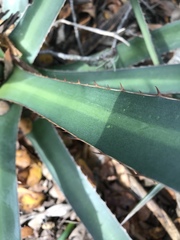 Agave univittata