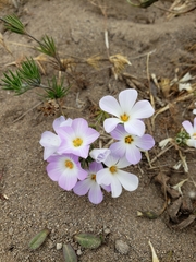 Leptosiphon grandiflorus