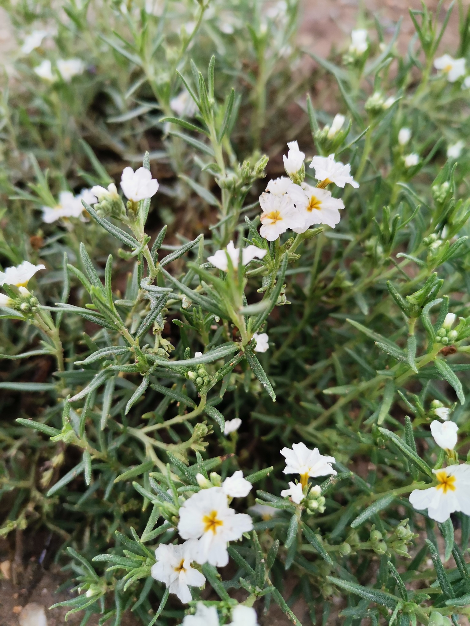 Fragrant Heliotrope (Euploca greggii)